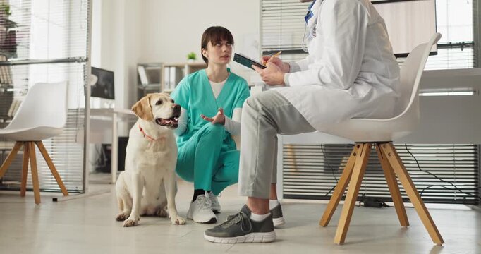 Veterinarian consults nurse with labrador retriever dog. They discuss care options as the vet reviews notes and outlines treatment at the clinic. Clear concept of veterinary consultation.