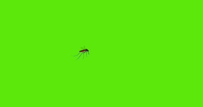 Anopheles mosquitos flying on a green screen