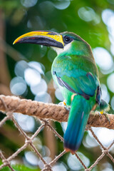 Fototapeta premium The Emerald Toucanet (Aulacorhynchus prasinus) is a small, green toucan of Central American forests, known for its bright plumage, curved bill, and agile canopy life.