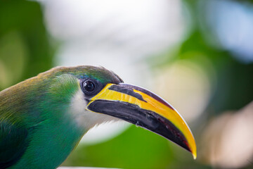 Fototapeta premium The Emerald Toucanet (Aulacorhynchus prasinus) is a small, green toucan of Central American forests, known for its bright plumage, curved bill, and agile canopy life.