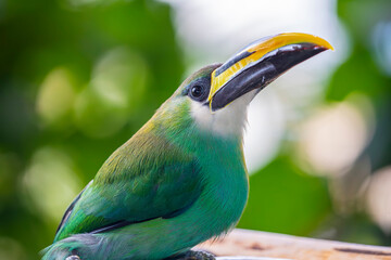 Fototapeta premium The Emerald Toucanet (Aulacorhynchus prasinus) is a small, green toucan of Central American forests, known for its bright plumage, curved bill, and agile canopy life.