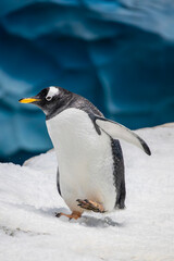 Obraz premium The gentoo penguin (Pygoscelis papua) is a medium sized penguin known for its bright orange bill and distinctive white head stripe.