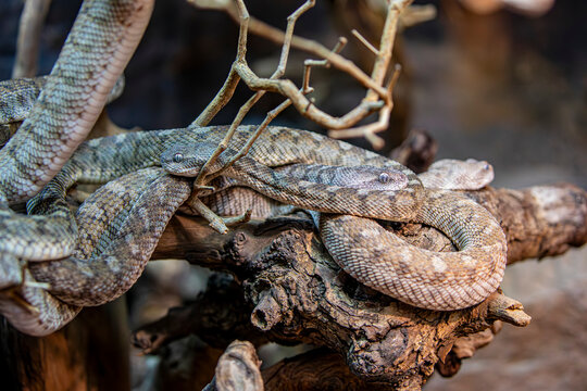 The Oman carpet viper (Echis omanensis) is a venomous desert snake known for its patterned scales and defensive sidewinding movement.