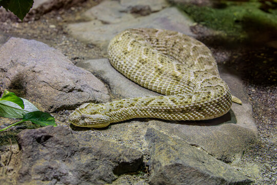 The puff adder (Bitis arietans) is a heavy bodied venomous viper known for its camouflage and ambush hunting strategy.