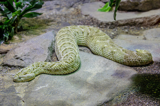 The puff adder (Bitis arietans) is a heavy bodied venomous viper known for its camouflage and ambush hunting strategy.