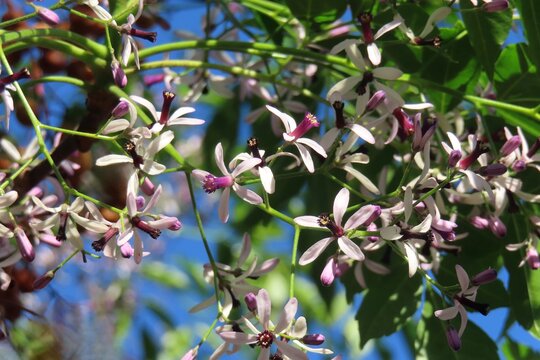 Melia azedarach flowers, commonly known as chinaberry tree in Florida nature