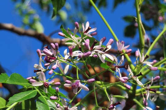 Melia azedarach flowers, commonly known as chinaberry tree in Florida nature