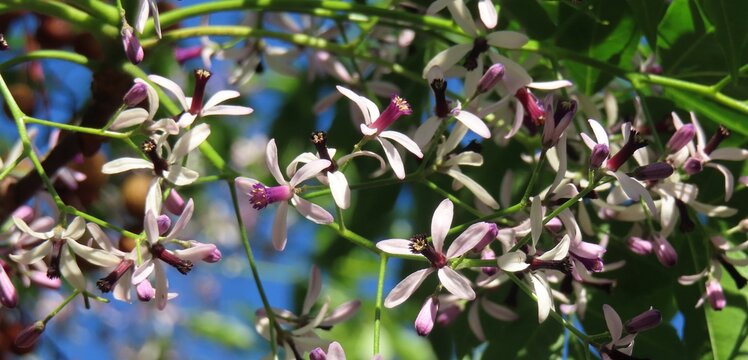 Melia azedarach flowers, commonly known as chinaberry tree in Florida nature