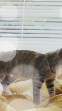 Tabby kitten walking across mustard throw, curiosity driving to window for pet ads, bokeh appearing