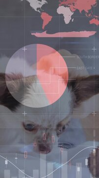 Vertical video: Caregiver holding puppy and adjusting grip, initiating vet diagnostic HUD pie bars