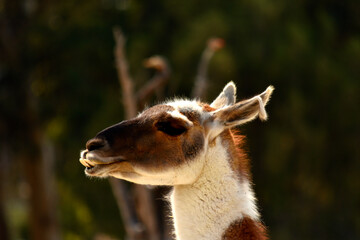 Fototapeta premium Side portrait of a guanaco in sunny nature habitat