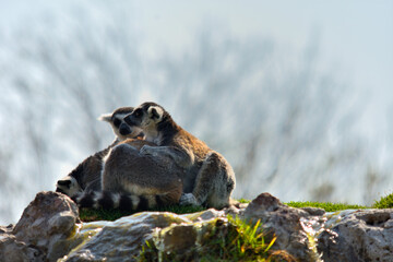 Fototapeta premium Wild ring-tailed lemurs observing the environment from a rocky perch