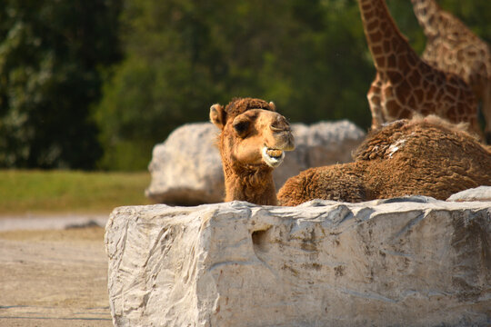 Portrait of a brown camel chewing food in a desert environment