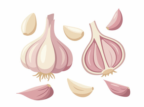 A visually appealing illustration of fresh garlic bulbs and cloves, emphasizing culinary themes and the natural beauty of ingredients often used in cooking and healthy food.