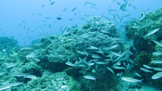 新城島のサンゴ礁とグルクン