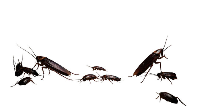 Cockroaches of different sizes gathered together on white background