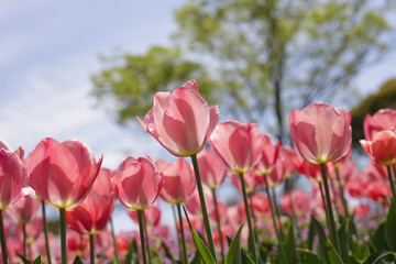Obraz premium Beautiful tulip in flower garden