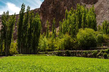 Naklejka premium Lush green field with tall poplar trees and rocky mountain backdrop in leh ladakh india, perfect for travel tourist trip in himalayan region, peaceful and scenic landscape