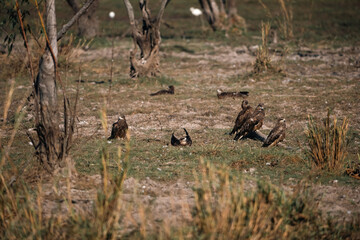 Fototapeta premium Black kite hawk soars above dry grassland as other predator birds gather below among leafless trees, highlighting their role in ecosystem and natural balance