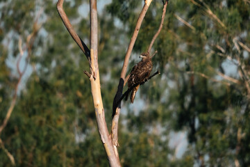 Fototapeta premium Hawk perched on tree branch near water, displaying black and brown feathers, representing predator vital to ecosystem, with kite like silhouette and natural background
