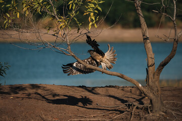 Fototapeta premium Hawk perched on tree branch near water, displaying black and brown feathers, representing predator vital to ecosystem, with kite like silhouette and natural background