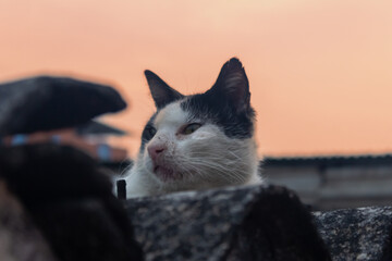 cat on the roof at sunset © ric