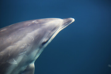 Naklejka premium Bottlenose dolphin, Pacific Ocean. Film 35 mm