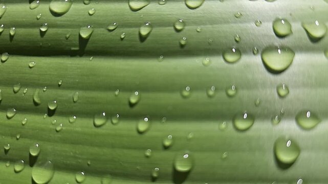 Water droplets on green leaf macro close up with fresh natural texture, dew drops reflecting light on plant surface, nature background showing freshness, purity, environment and organic beauty