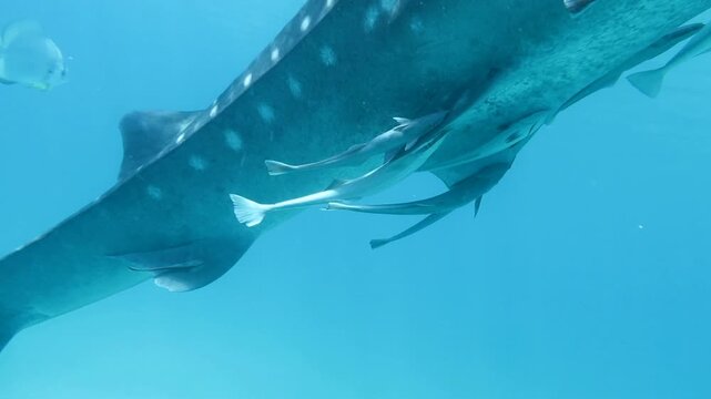 セブ島オスロブのジンベエザメ