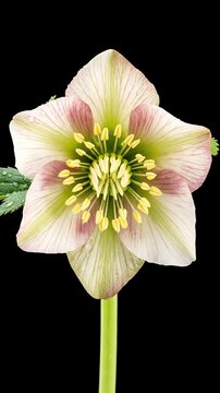 Beautiful hellebore flower blooming time lapse with water drops on leaves, white petals with pink spots opening on black background. 4k Resolution Video. Vertical Video 30FPS.