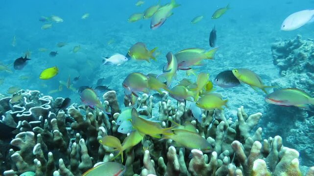 スミロン島の珊瑚と熱帯魚