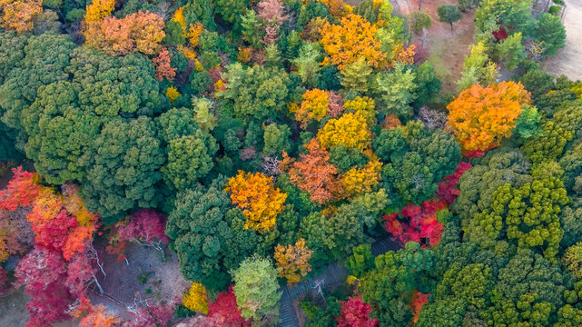 NOV 28 2025 Aerial View Of Colorful Autumn Forest With Red, Orange,