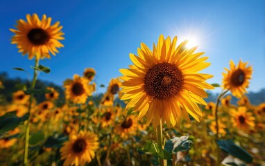 Obraz premium Vibrant Sunflower Field Bathed in Golden Sunlight Under a Clear Blue Sky.