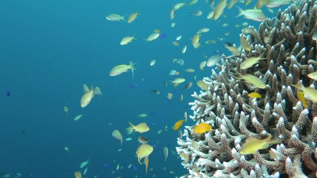 バリカサグ島の珊瑚礁と熱帯魚