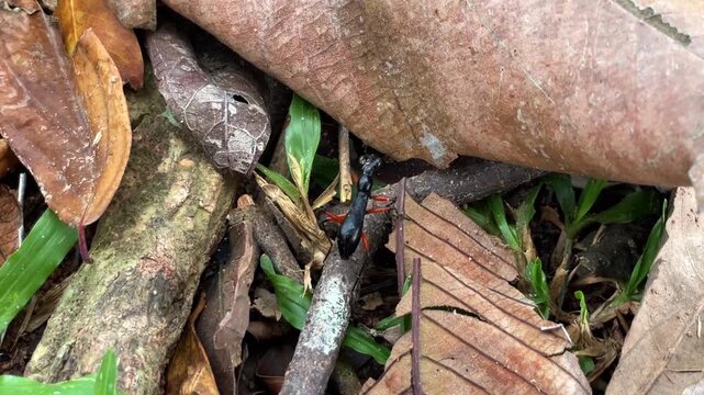 The black tiger beetle of the genus Tricondyla, with an ant-like silhouette and long legs, inhabits the tropical forests of Southeast Asia. It is an arboreal species, adapted to life in trees.