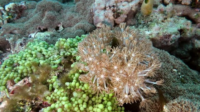 バリカサグ島の腔腸動物の仲間