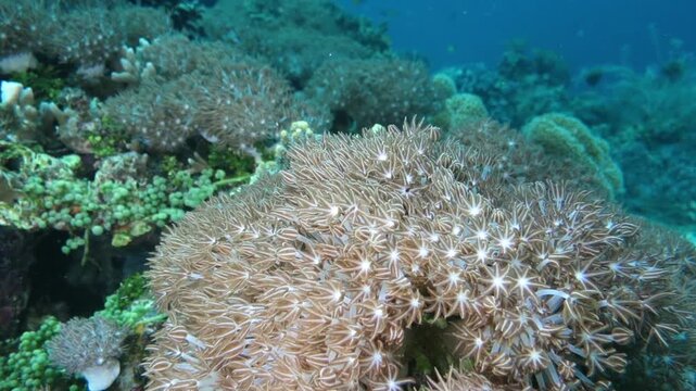 バリカサグ島の腔腸動物の仲間