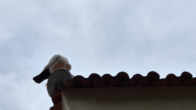 Pigeon perched on a house rooftop under a cloudy overcast sky.