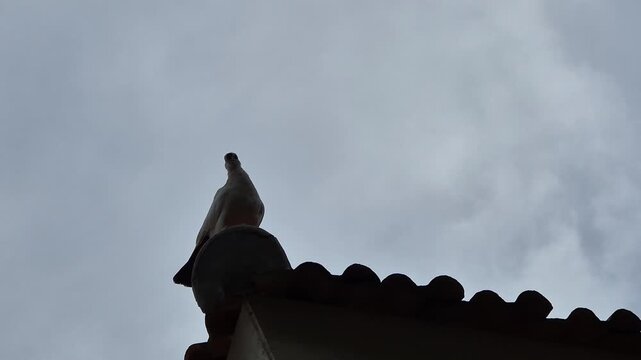 Pigeon perched on a house rooftop under a cloudy overcast sky.