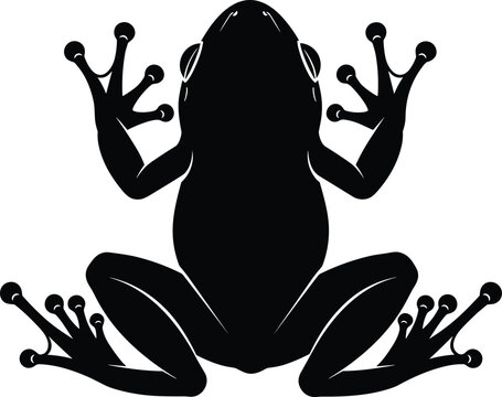 Tree frog silhouette isolated on white background, cad drawing flat vector illustration of an amphibian, tropical wildlife nature design element.