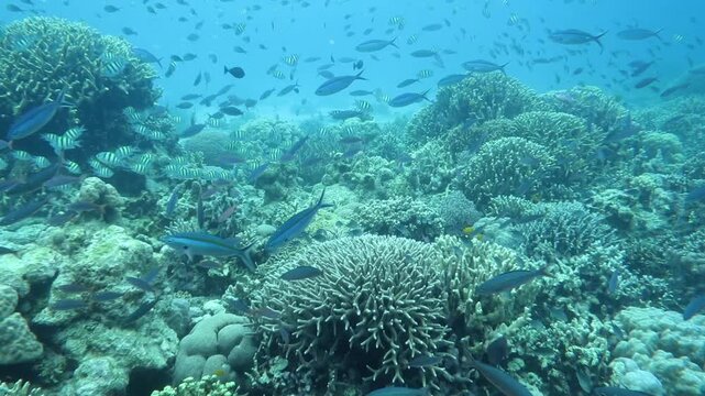 スミロン島の珊瑚礁と熱帯魚