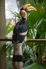 Great Hornbill © Bugu
