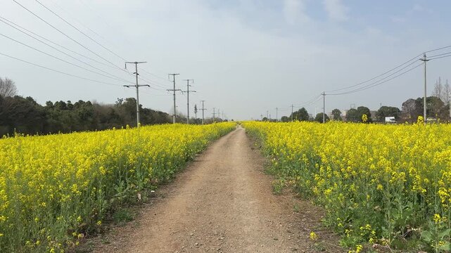 A stationary 4K horizontal shot of a rustic dirt path winding through vast fields of vibrant yellow rapeseed flowers in bloom during springtime in the Chinese countryside.