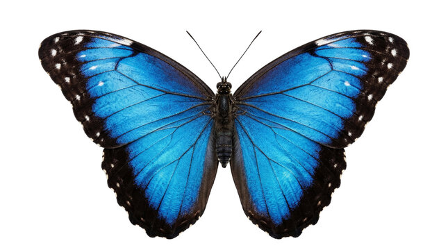 Blue morpho butterfly with open wings, isolated on white background, showcasing iridescent natural beauty, no people