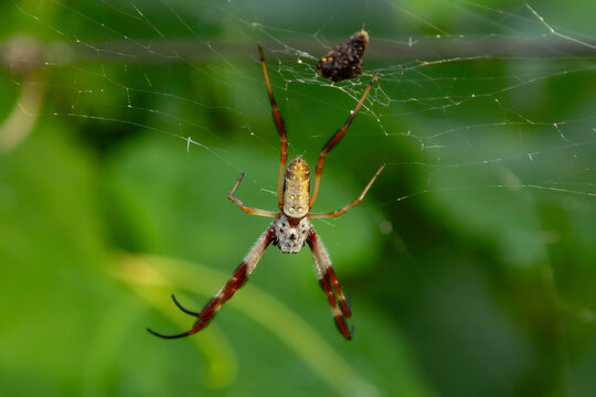 Australian Golden Orb Weaver spider