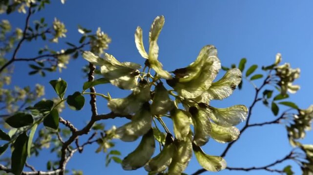 Low angle shot of a cluster of winged seeds in a tree with a vibrant blue sky background on a sunny day