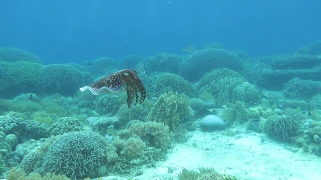 スミロン島のコブシメ