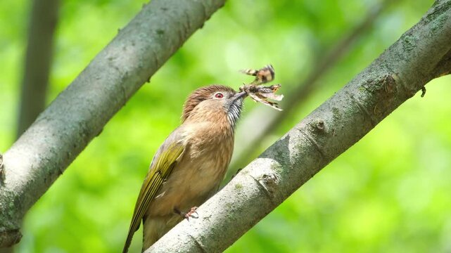 Bulbul Bird Perched on Tree Branch Eating a Butterfly in Wild Forest - Action Shot