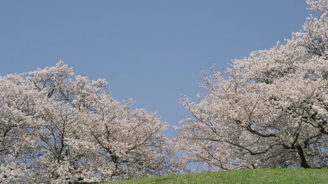さきたま古墳公園の桜