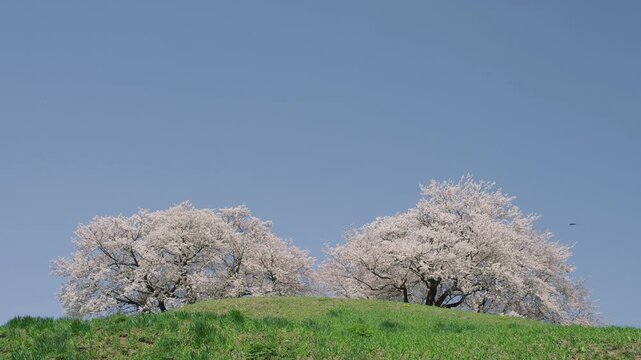 さきたま古墳公園の桜